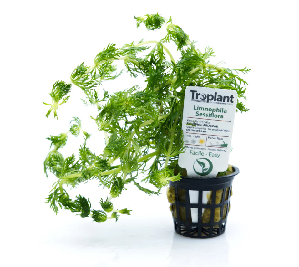 Limnophila sessiflora - TROPLANT