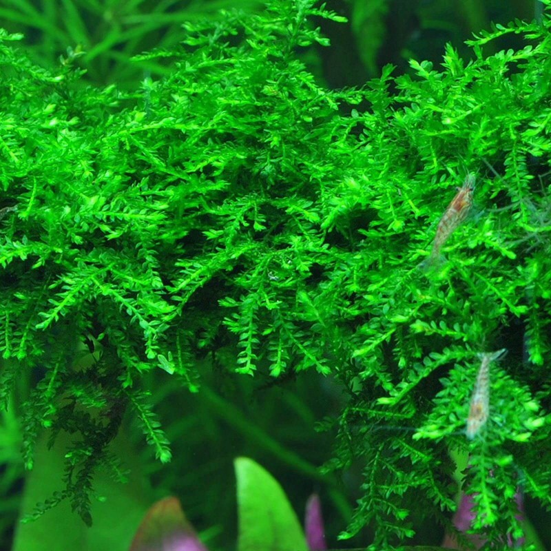 Vesicularia Ferriei  "Weeping" - TROPLANT