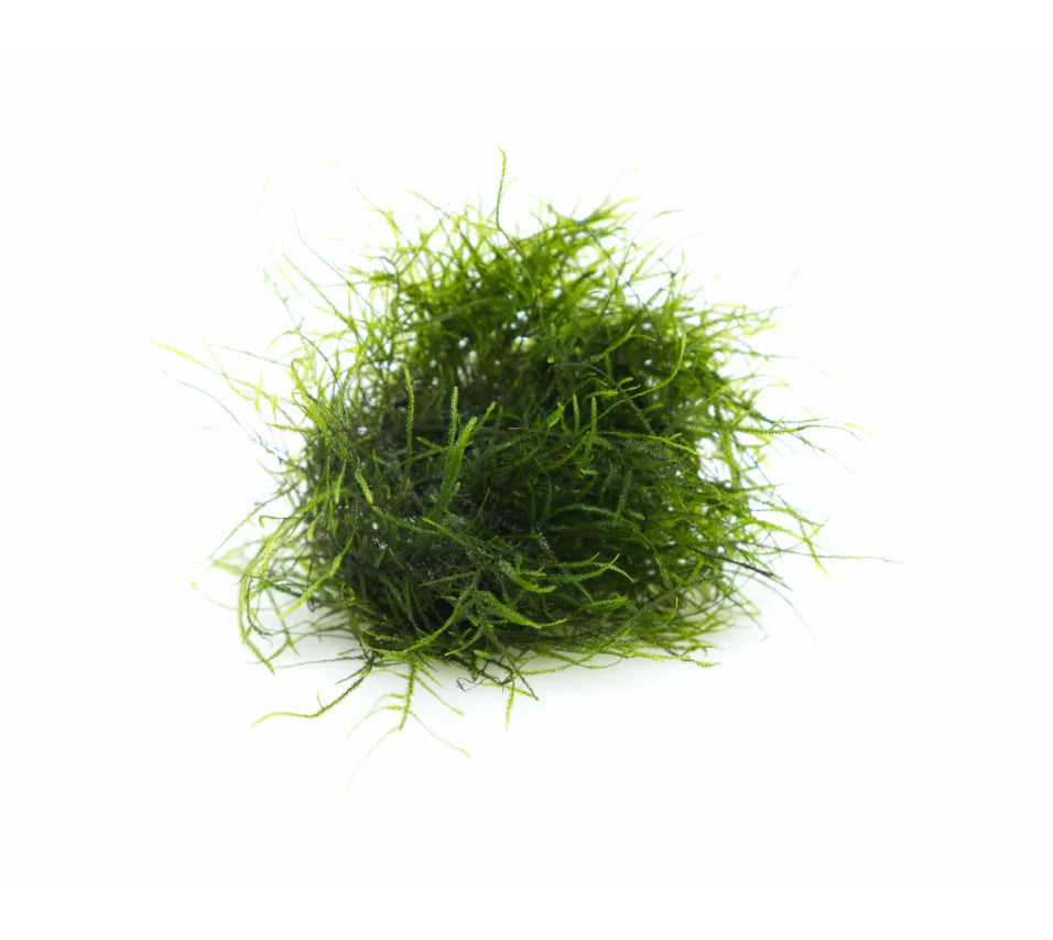 Java Moss  Vesicularia dubyana - TROPLANT