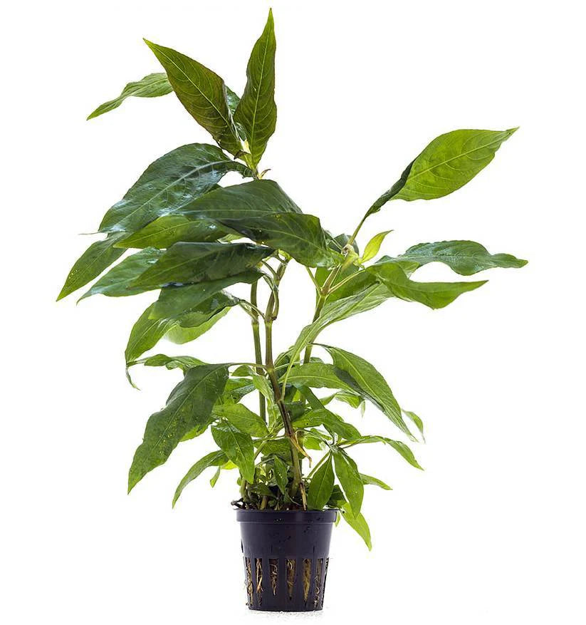 Nomaphila siamensis - TROPLANT