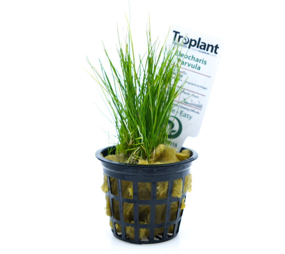 Eleocharis parvula - TROPLANT