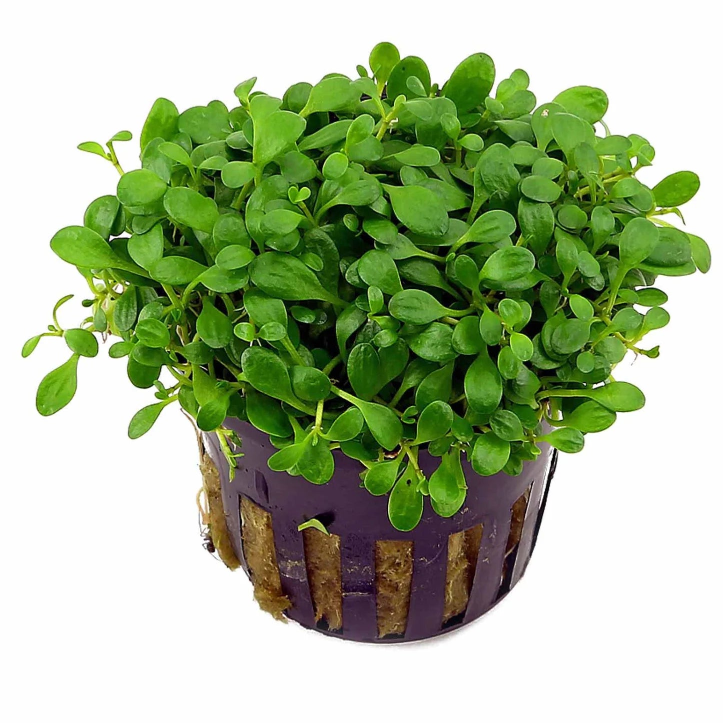 Glossostigma elatinoides - TROPLANT