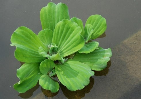 Pistia Stratiotes (Porzione) - TROPLANT