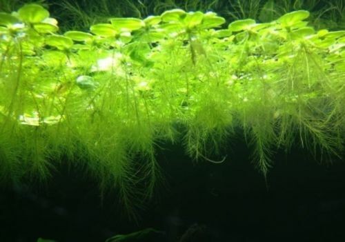 Pistia Stratiotes (Porzione) - TROPLANT