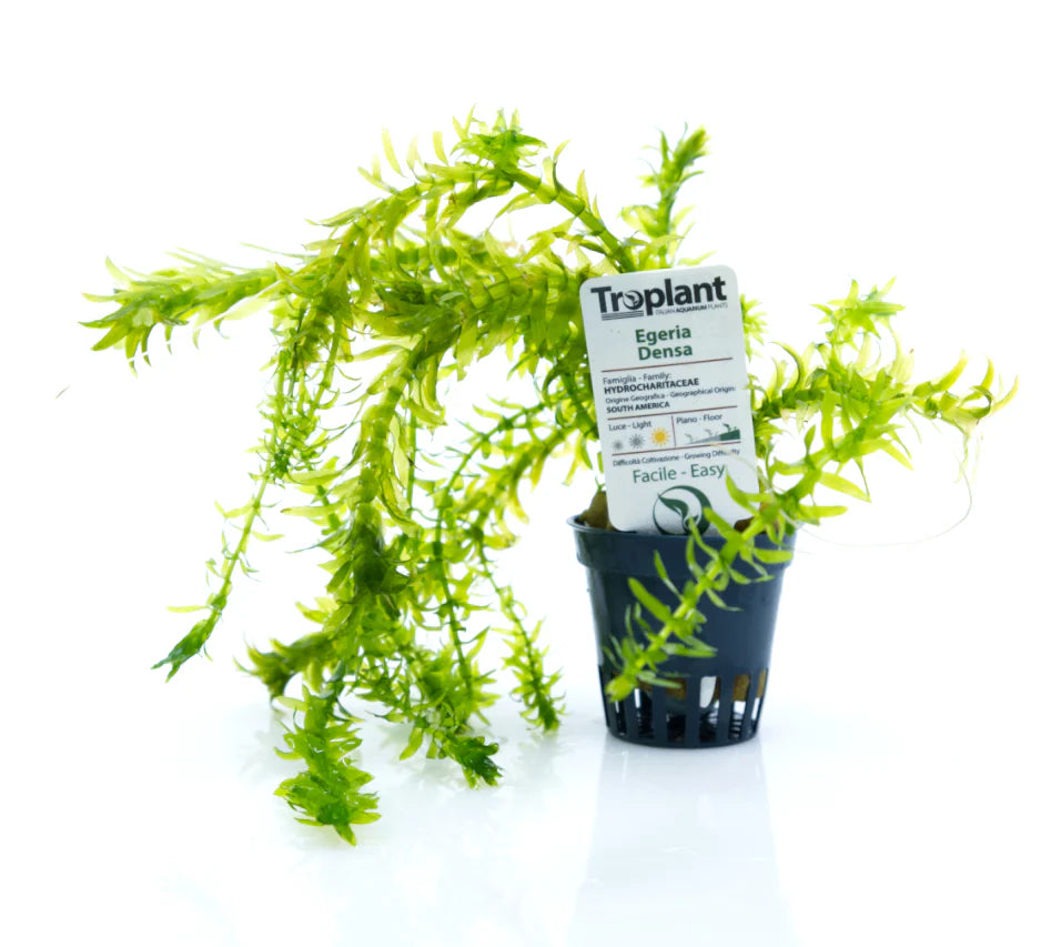 Egeria densa - TROPLANT