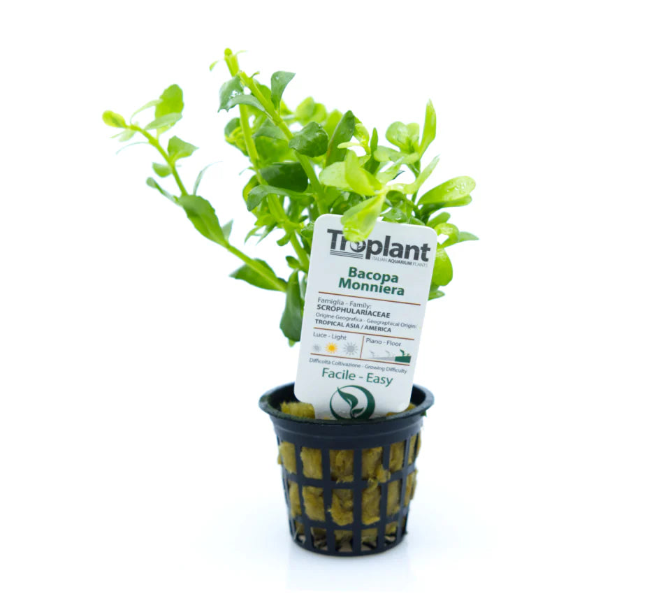 Bacopa Monniera - TROPLANT
