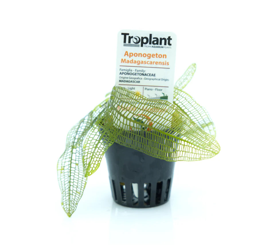 Aponogeton madagascarensis - TROPLANT