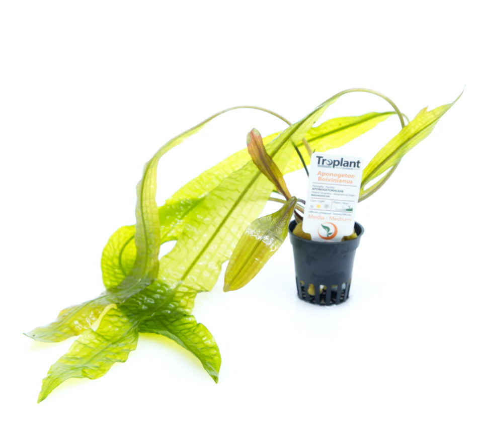 Aponogeton boivinianus - TROPLANT