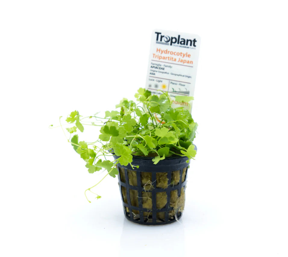 Hydrocotyle tripartita japan - TROPLANT