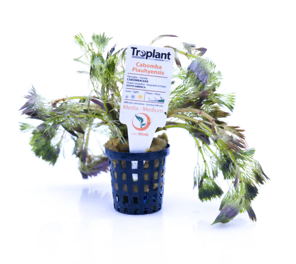 Cabomba piauhyensis - TROPLANT