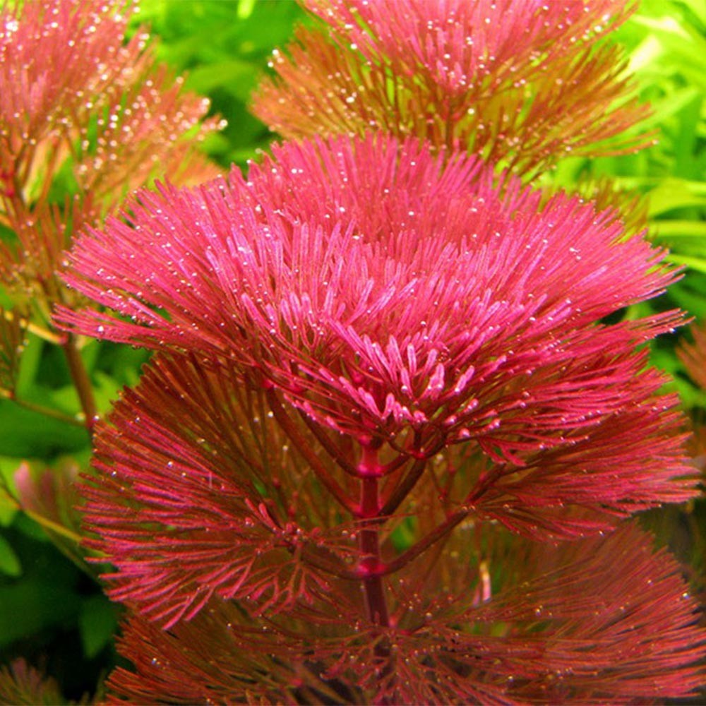 Cabomba piauhyensis - TROPLANT