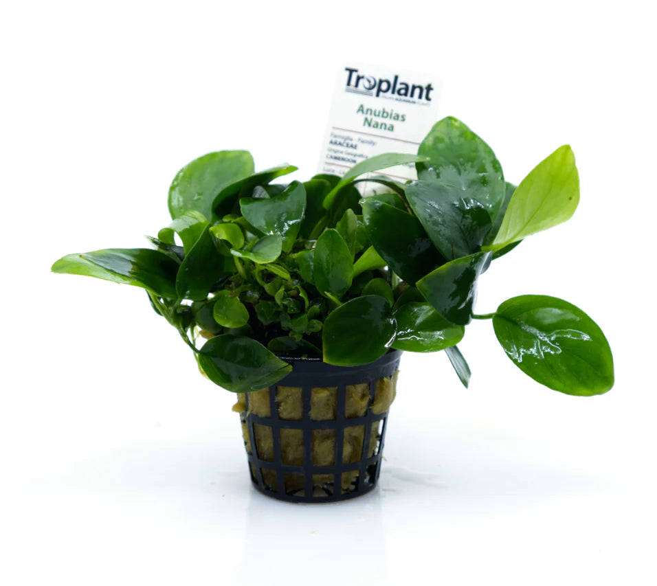 Anubias nana - TROPLANT