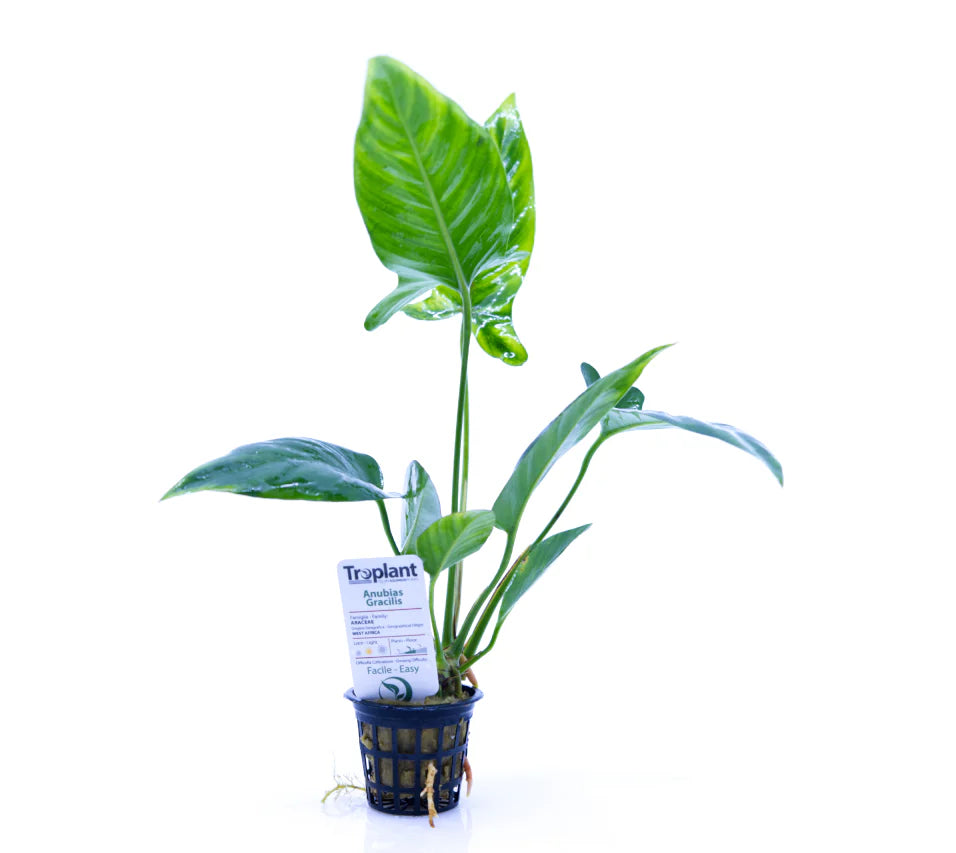Anubias gracilis - TROPLANT