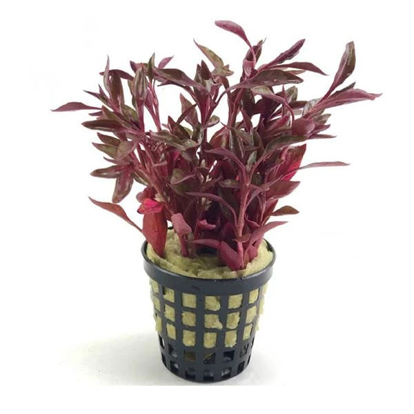 Alternathera Bettzickiana - TROPLANT