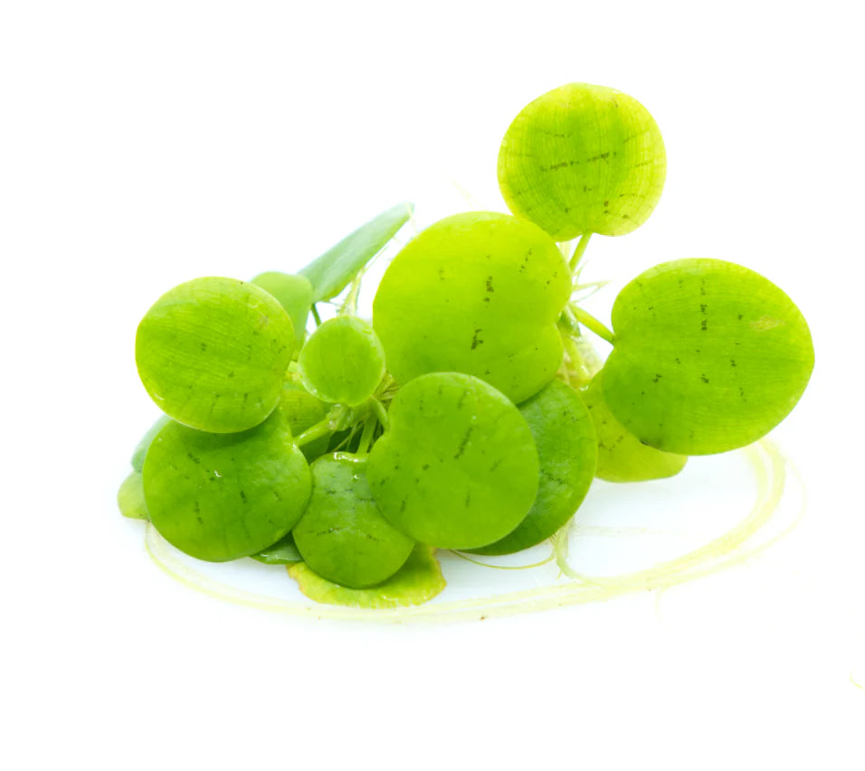 LIMNOBIUM LEAVIGATUM PORZIONE - TROPLANT