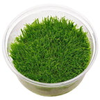 UTRICULARIA GRAMNIFOLIA IN VITRO - TROPLANT