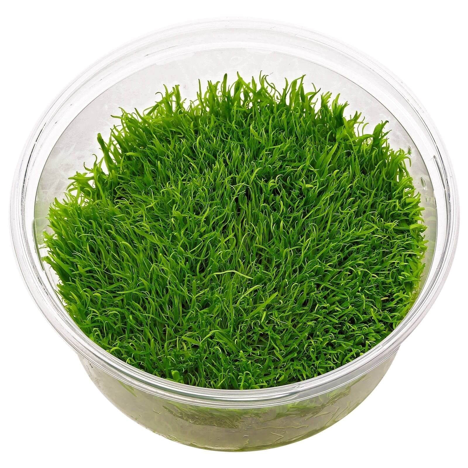 UTRICULARIA GRAMNIFOLIA IN VITRO - TROPLANT