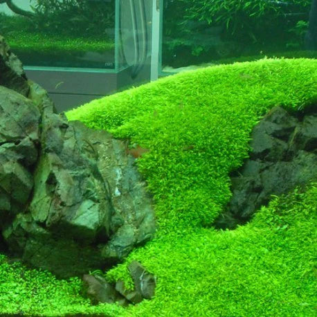 UTRICULARIA GRAMNIFOLIA IN VITRO - TROPLANT