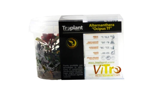 ALTERNATHERA "OCIPUS T.F." IN VITRO - TROPLANT