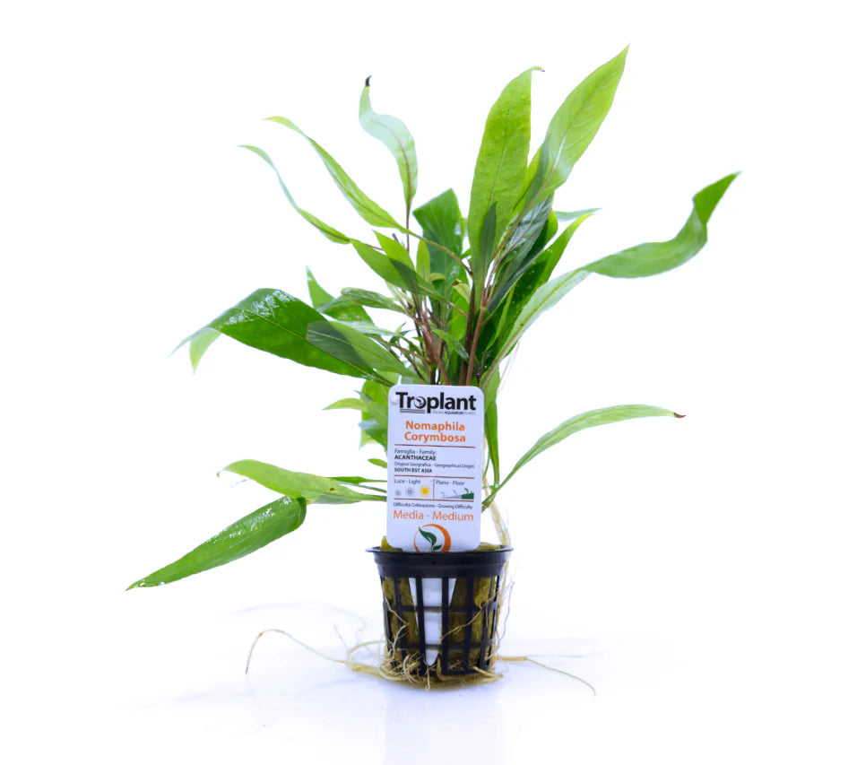 NOMAPHILA CORYMBOSA - TROPLANT