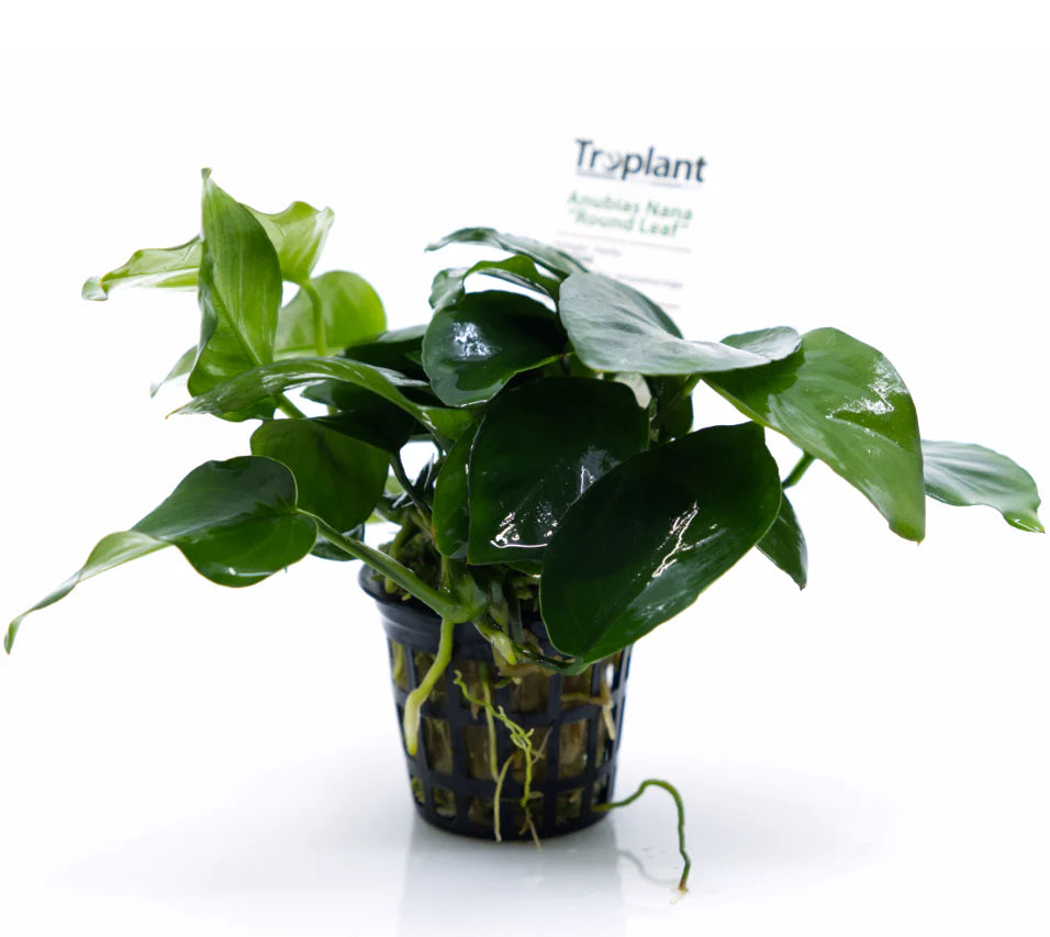 ANUBIAS NANA "ROUND LEAF" - TROPLANT