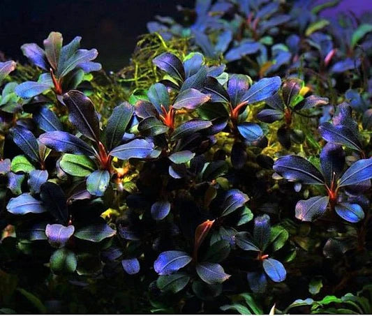 BUCEPHALANDRA SP. BLUE METALLIC SU LEGNO - TROPLANT