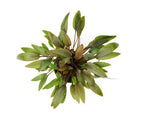CRYPTOCONYNE WENDITI KOMPACT - TROPLANT