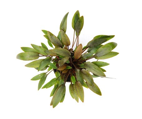 CRYPTOCONYNE WENDITI KOMPACT - TROPLANT