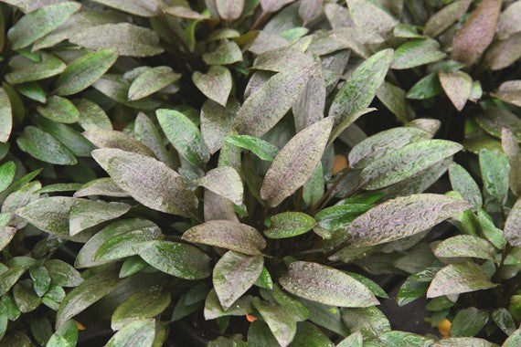 CRYPTOCONYNE WENDITI KOMPACT - TROPLANT