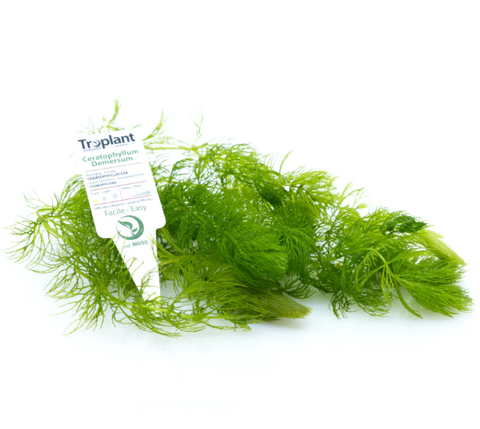 CERATOPHILLUM DEMERSUM - TROPLANT