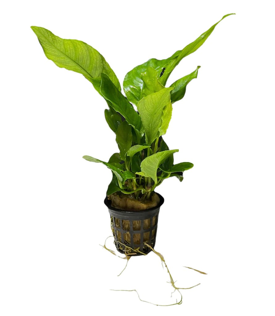 ANUBIAS GIGANTEA - TROPLANT