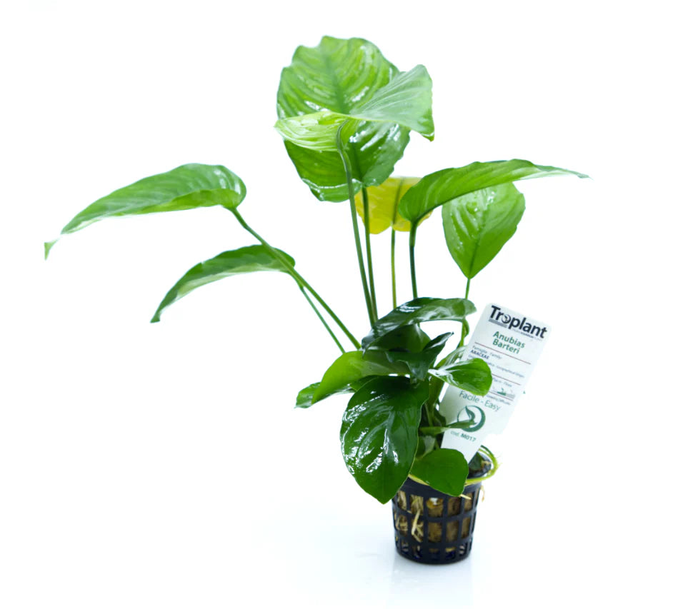 Anubias Barteri - TROPLANT