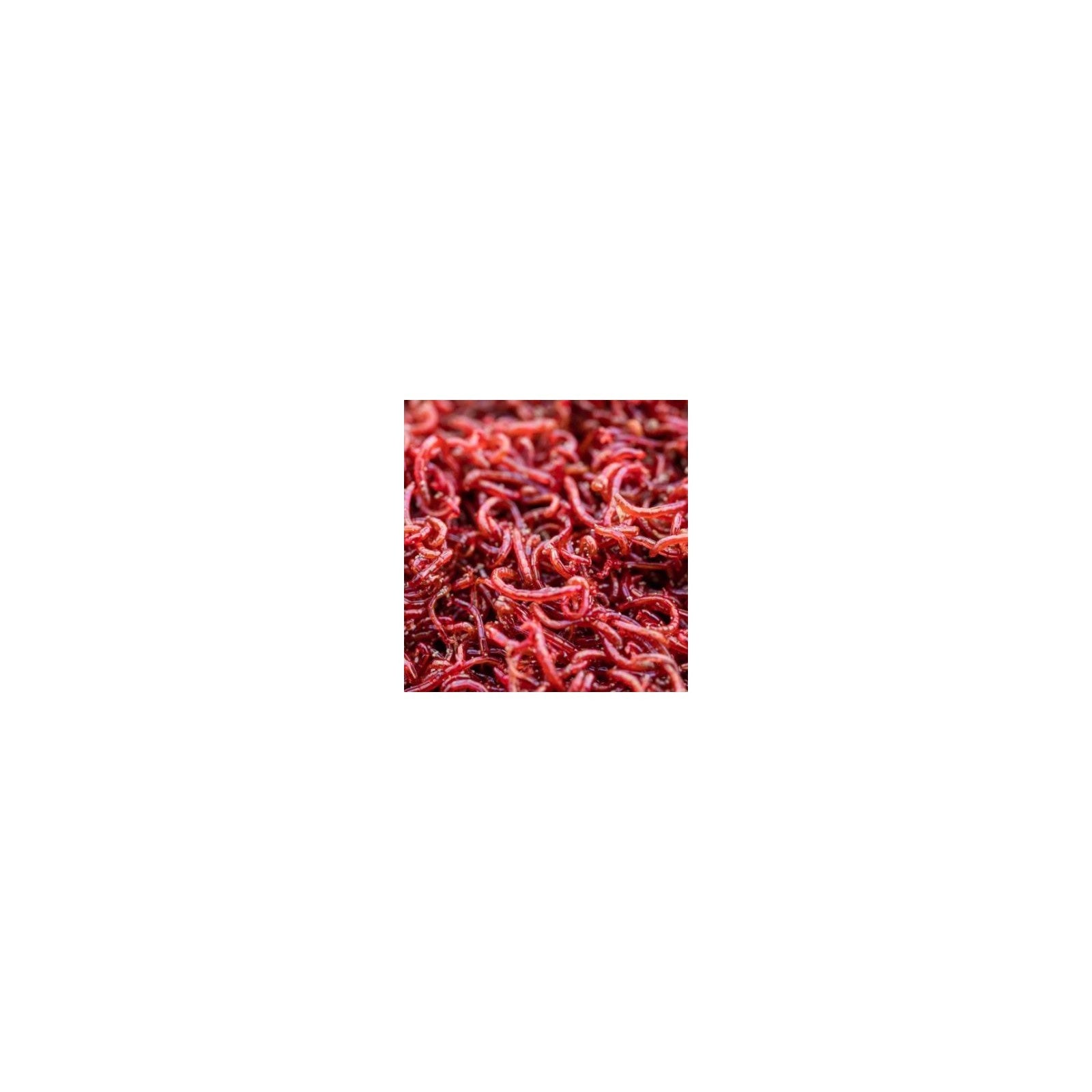 RED MOSQUITO (BLOOD WORM) L 100ml cibo vivo per pesci- AQUAFLORA