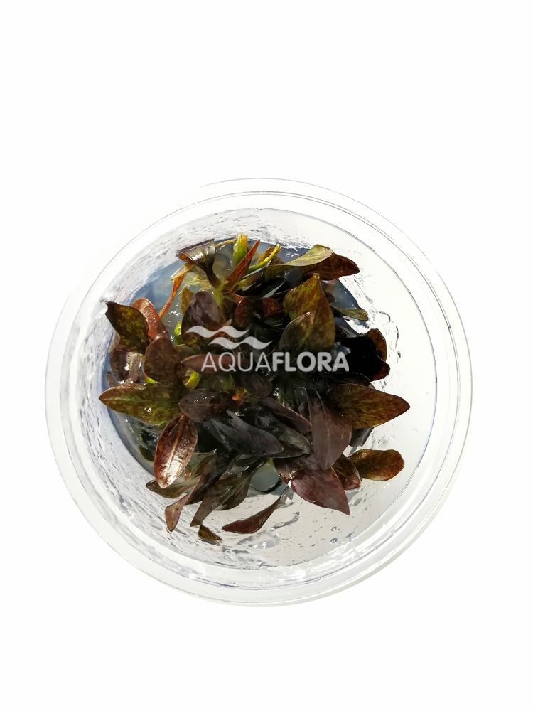 ECHINODORUS 'RENI' IN VITRO - AQUAFLORA