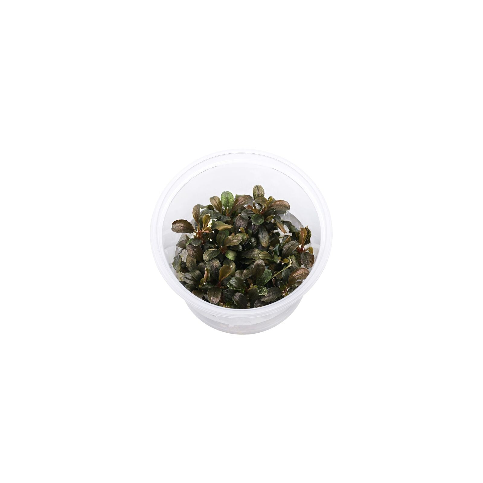BUCEPHALANDRA SP. 'THEIA RED' IN VITRO - AQUAFLORA