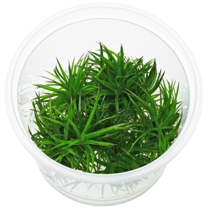 ERIOCAULON SP 'POLARIS' IN VITRO - AQUAFLORA