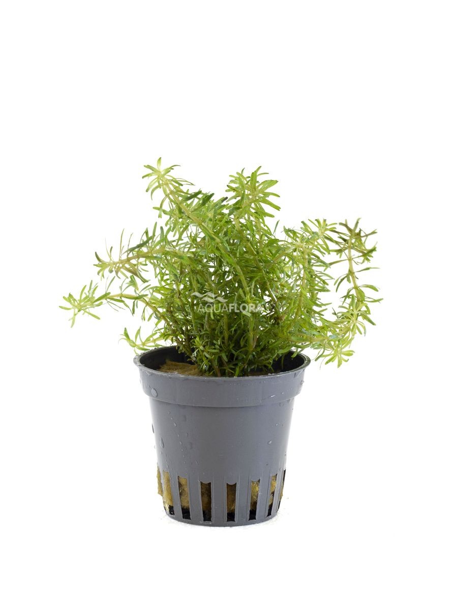 ROTALA WALICHII - AQUAFLORA