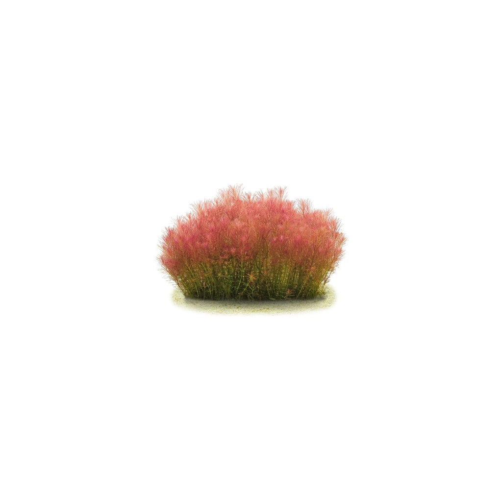 ROTALA WALICHII - AQUAFLORA