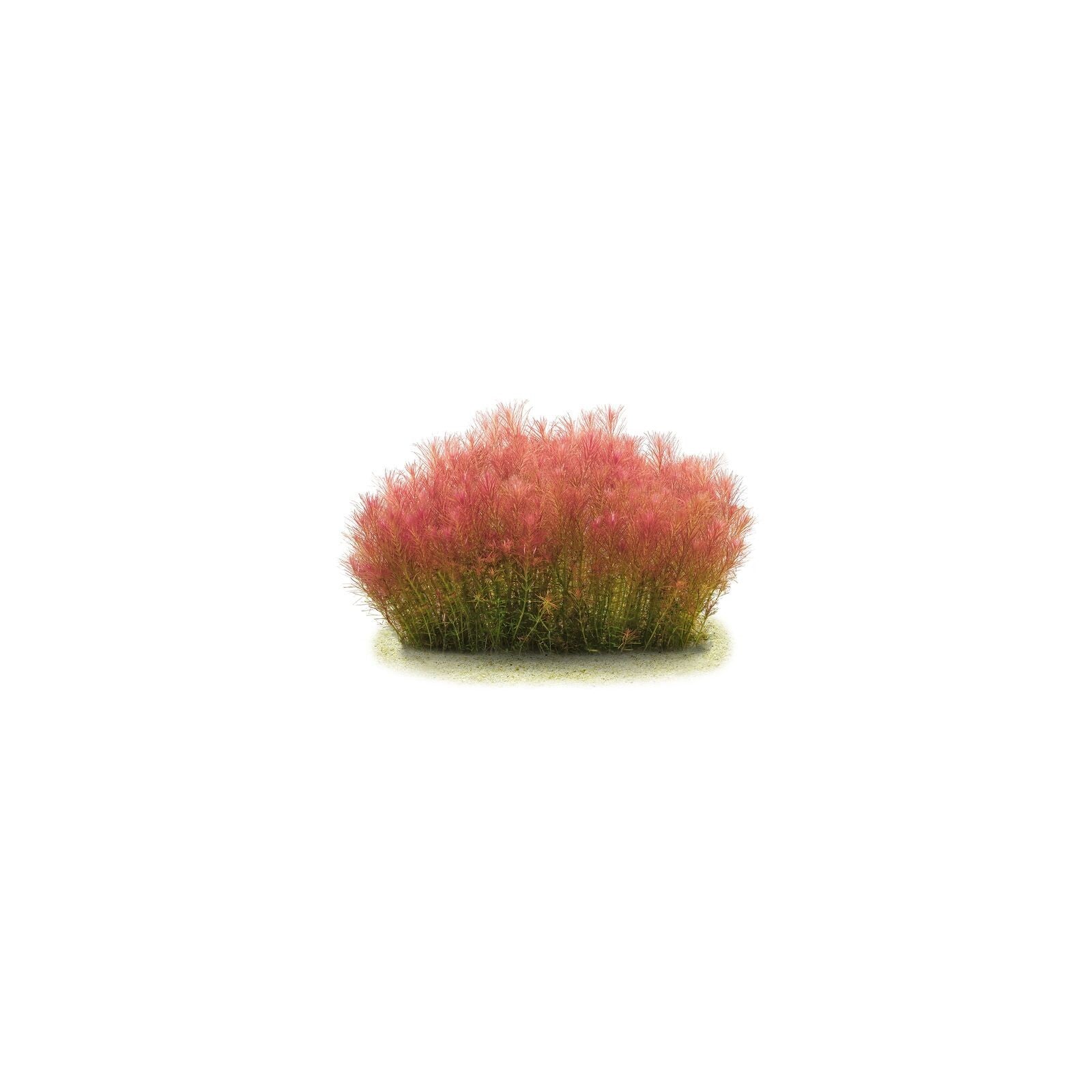 ROTALA WALICHII - AQUAFLORA