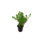 ROTALA WALICHII - AQUAFLORA
