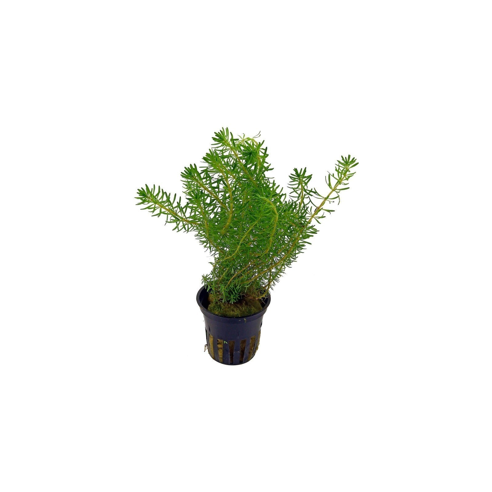 ROTALA WALICHII - AQUAFLORA