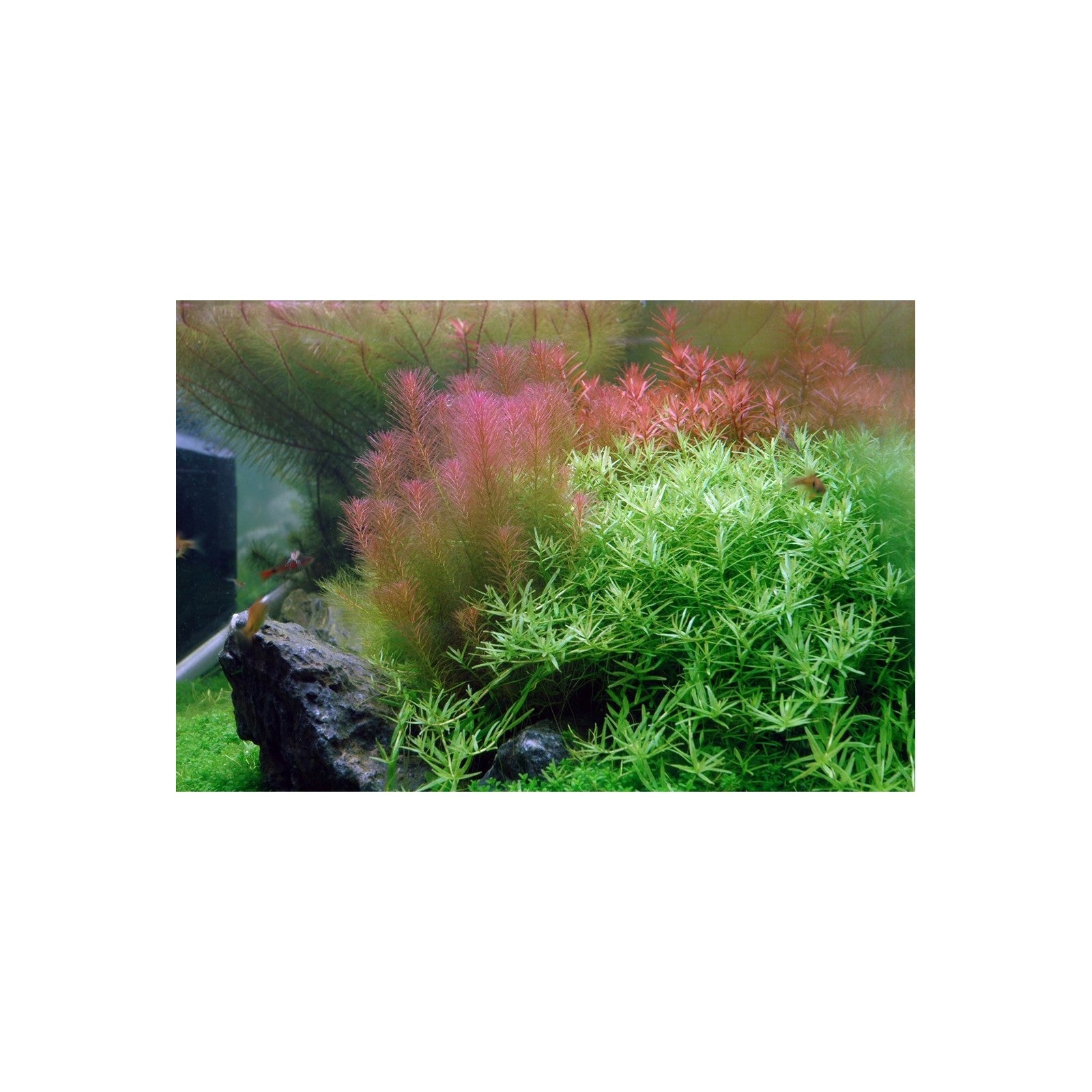 ROTALA WALICHII - AQUAFLORA