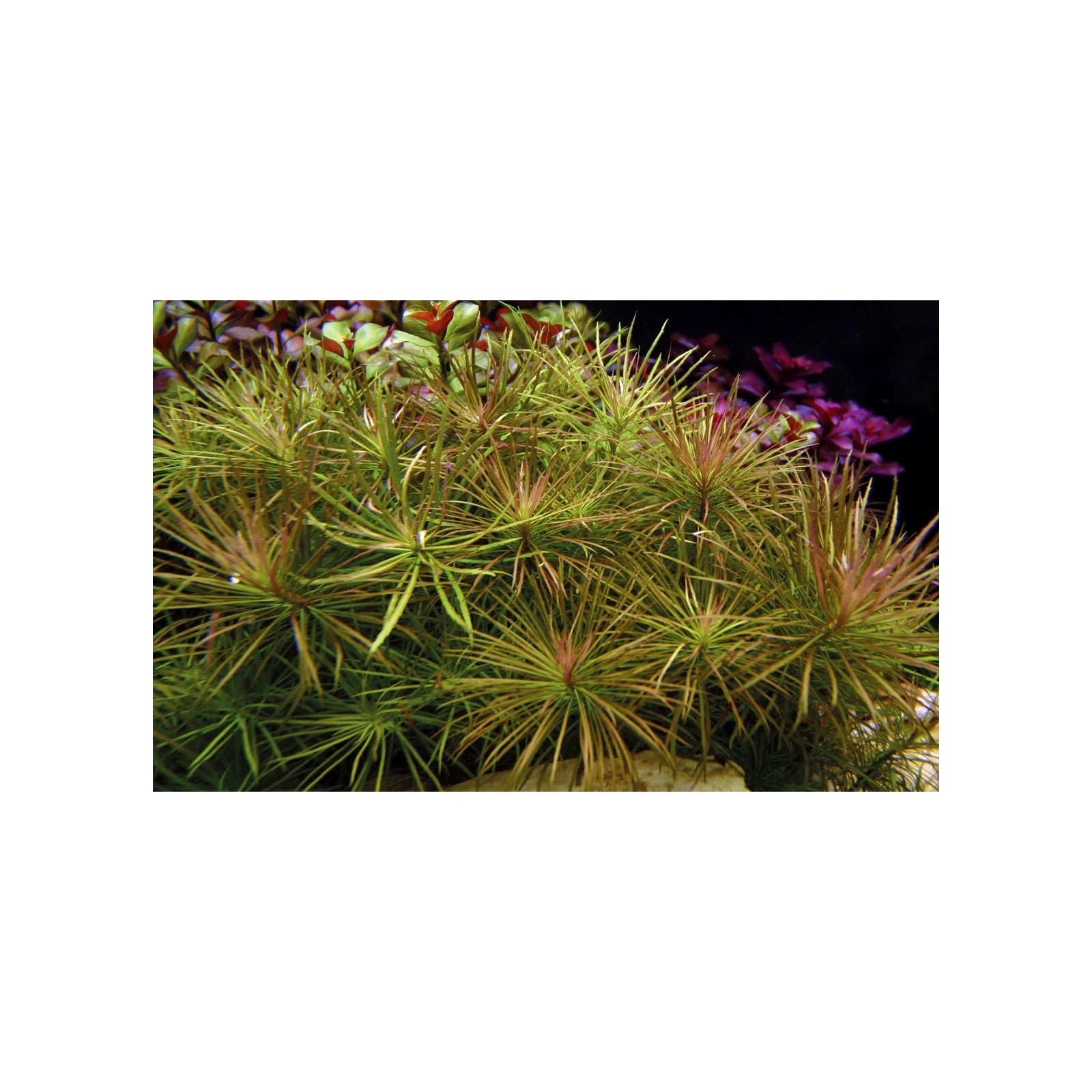 POGOSTEMOM STELLATUS 'RUBRA' - AQUAFLORA
