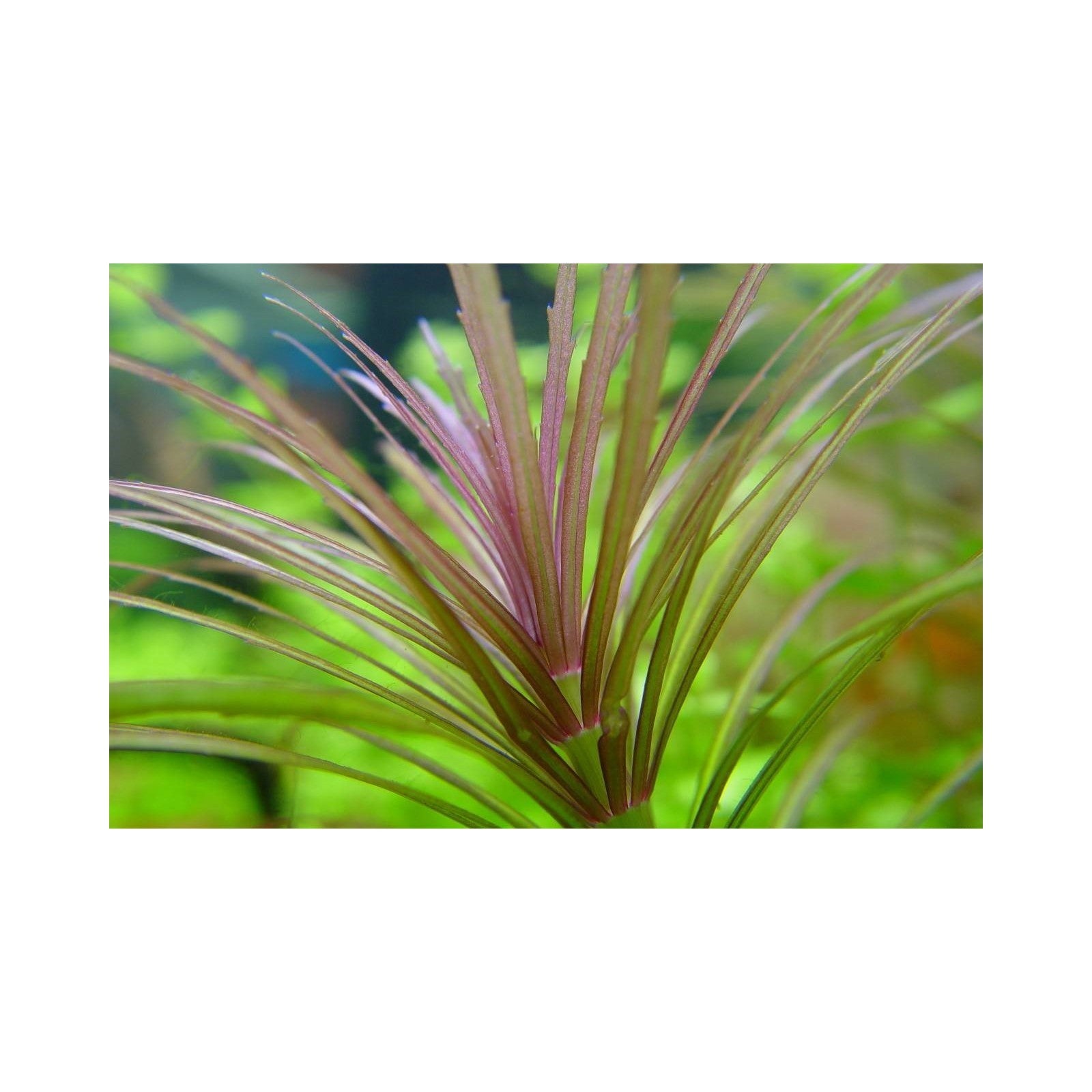 POGOSTEMOM STELLATUS 'RUBRA' - AQUAFLORA