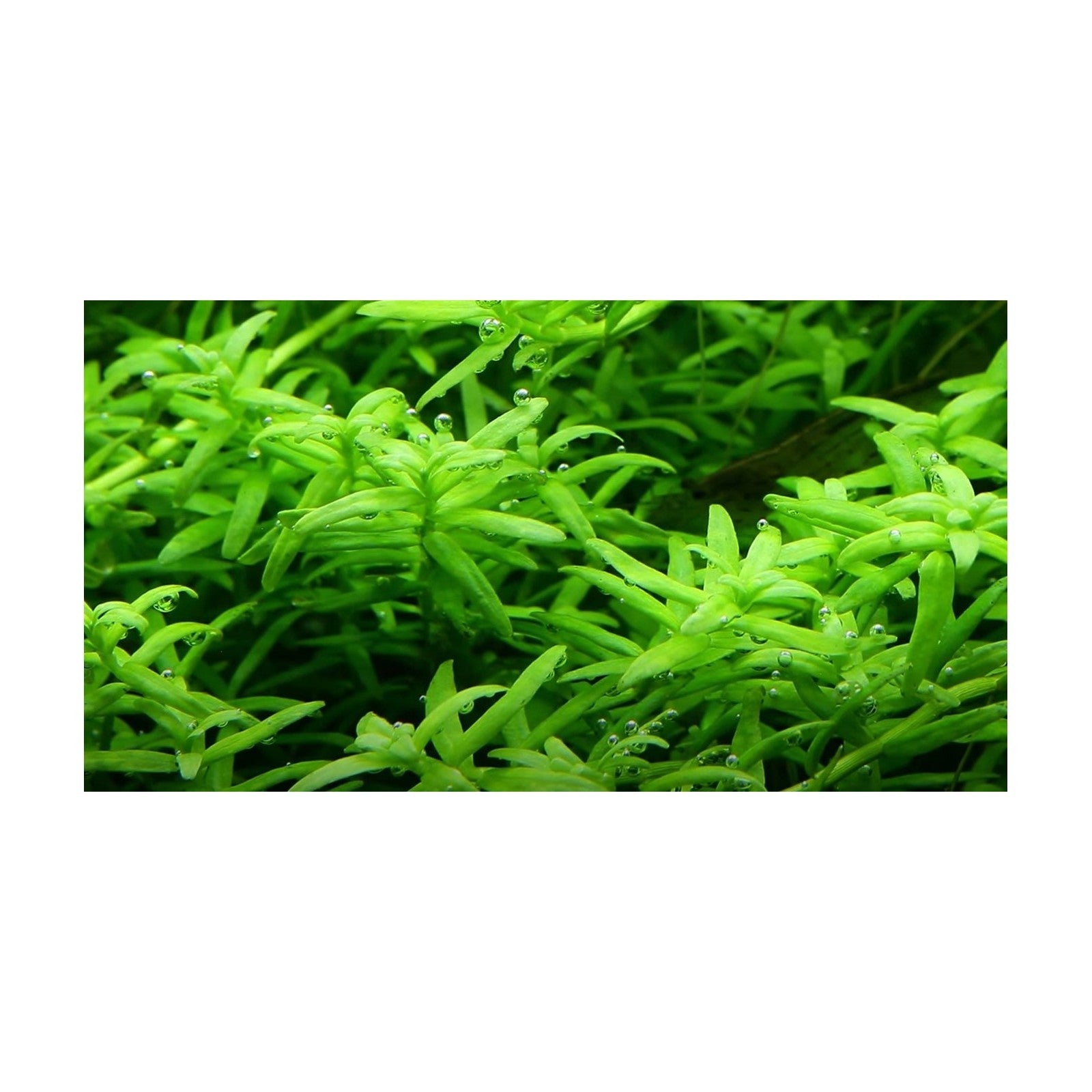 ROTALA SPECIES 'GREEN' - AQUAFLORA