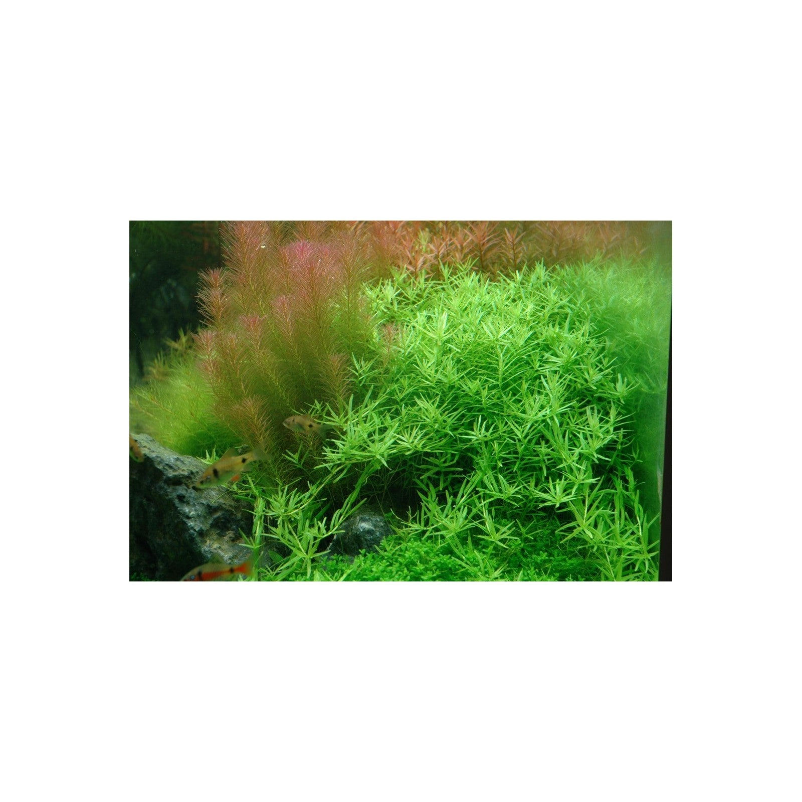 ROTALA SPECIES 'GREEN' - AQUAFLORA
