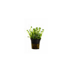 ROTALA SPECIES 'GREEN' - AQUAFLORA