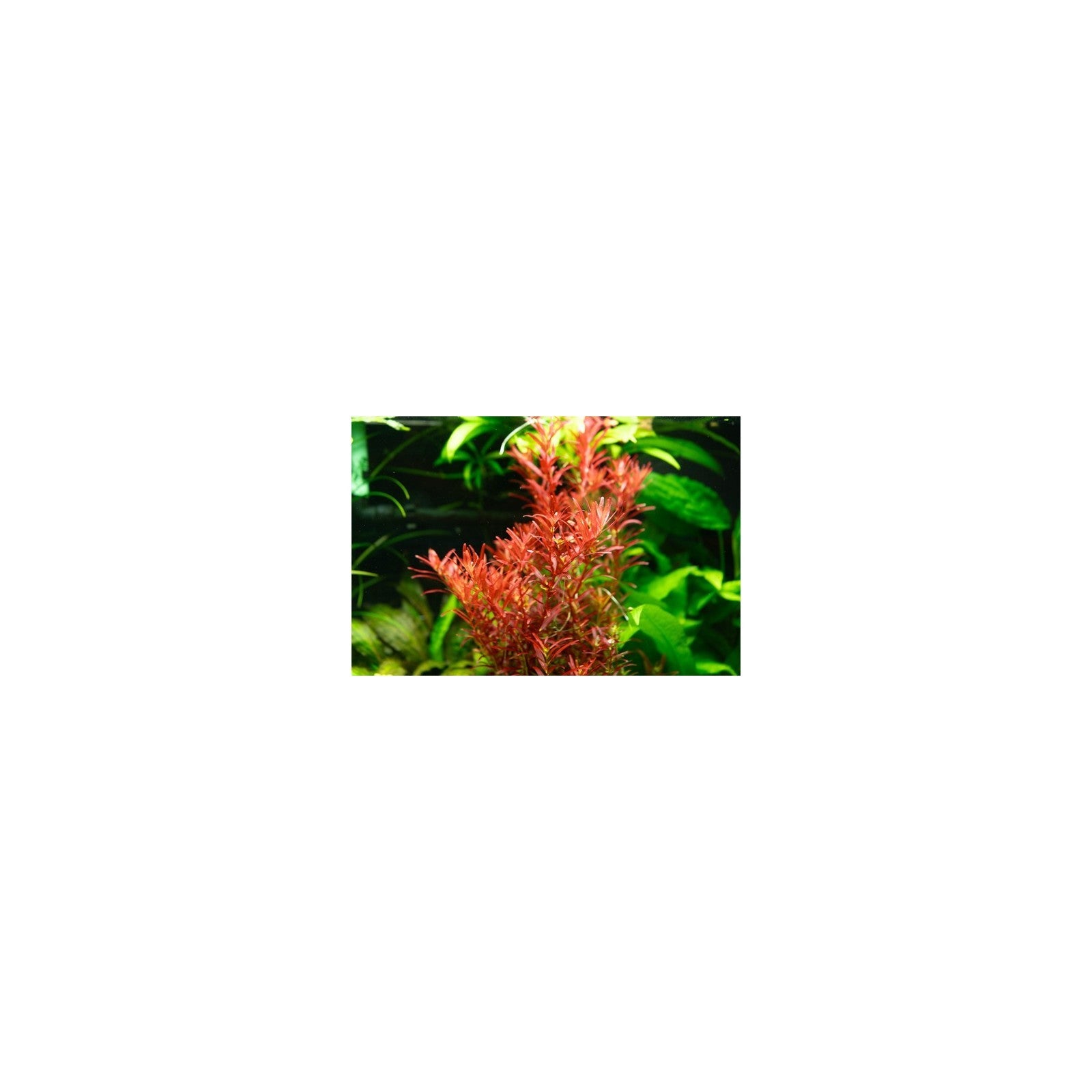 ROTALA ROTUNDIFOLIA 'BLOOD RED' - AQUAFLORA