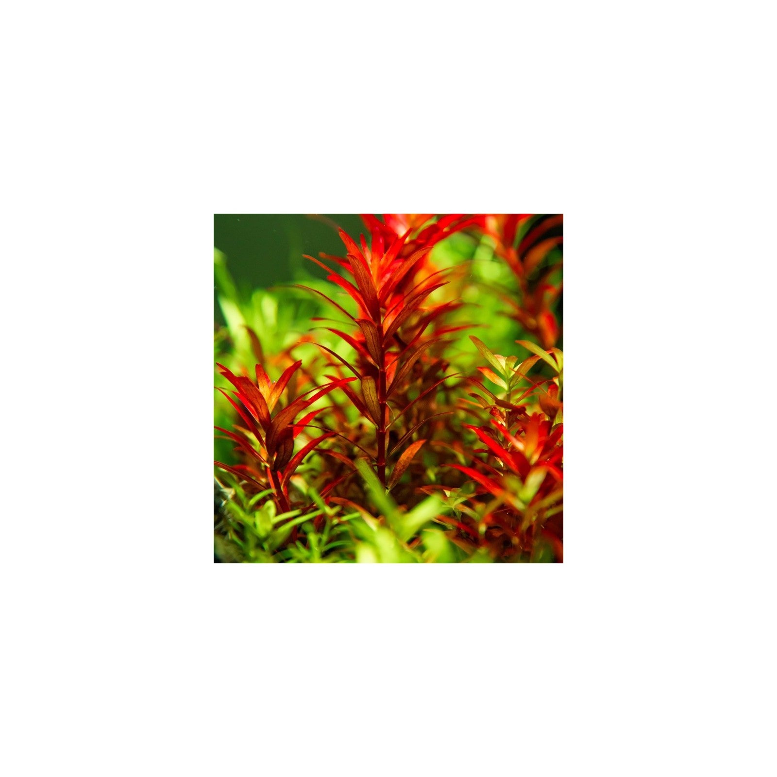 ROTALA ROTUNDIFOLIA 'BLOOD RED' - AQUAFLORA