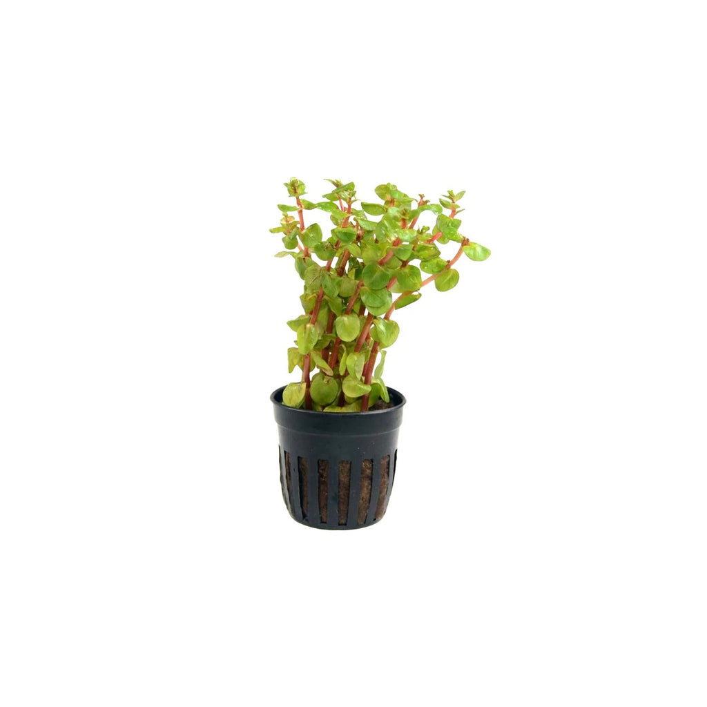 ROTALA ROTUNDIFOLIA 'BLOOD RED' - AQUAFLORA
